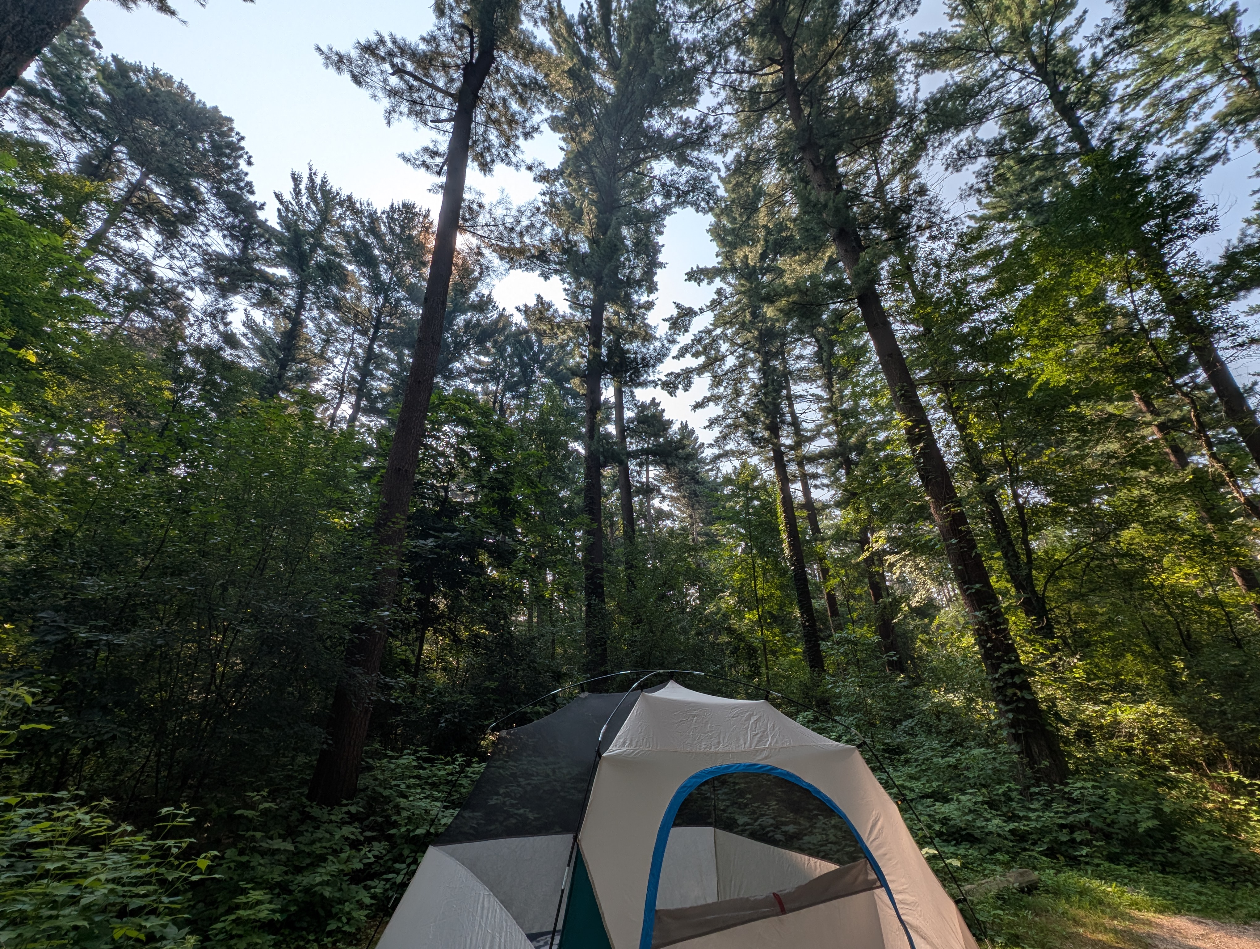 picture of blue, green, and tan tent in foreground, forest of pine trees in the background